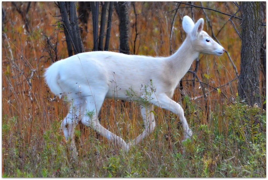 Rare white albino hog deer spotted in Kaziranga National Park